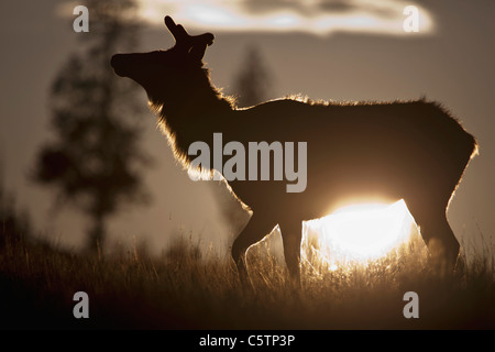 USA, Yellowstone Park, Elk ( (Cervus canadensis) in landscape Stock Photo