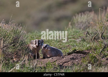 USA, Yellowstone Park, Two American Badgers (Taxidea taxus) Stock Photo