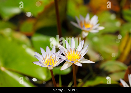 Costa Rica, View of blue water lily Stock Photo