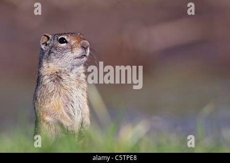 USA, Wyoming, Grand Teton National Park,  A Uinta ground squirrel (Spermophilus armatus), close-up Stock Photo