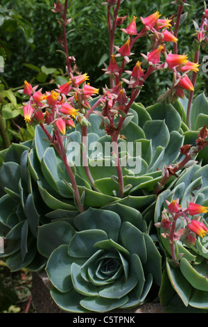 Flowering Succulent Plant Stock Photo