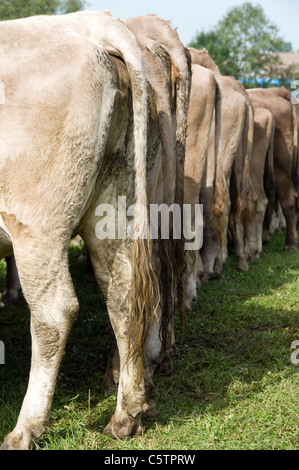 View of a herd of cattle standing on the fields, with town and cliffs ...