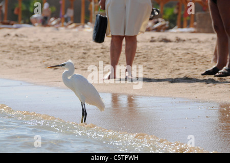 Egypt, Hurghada, Median Egret (Egretta intermedia) on beach, persons in background Stock Photo