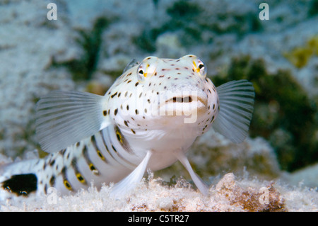 Egypt, Red Sea, Speckled sandperch (Parapercis hexophthalma), close-up Stock Photo