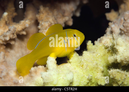 Egypt, Red Sea, Lemon coral goby (Gobiodon citrinus) Stock Photo