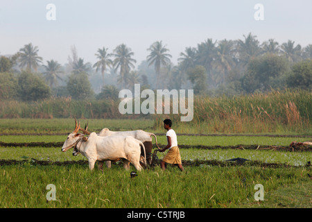 India, South India, Karnataka, Pandavapura, Farmer ploughing in rice field Stock Photo