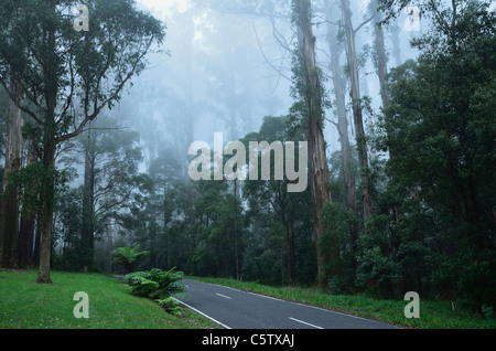 Australia, Victoria, Dandenong Ranges, Dandenong Ranges National Park, View of street through mountain ash forest in fog Stock Photo