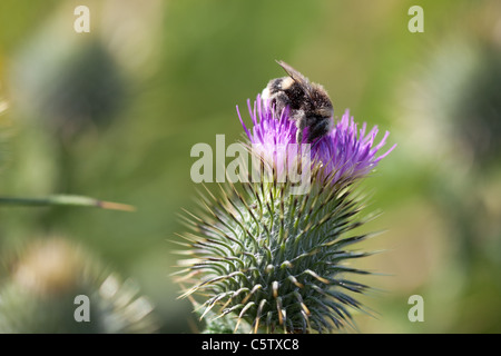 Bee covered in pollen gathering nectar from Scottish Thistle Stock Photo