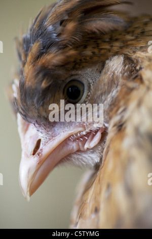 Head shot of Cream legbar Hen Stock Photo