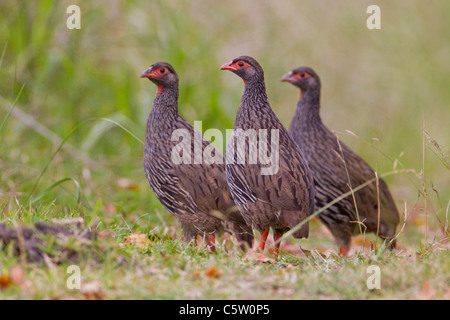 Red-necked francolin (francolinus afer) at Wilderness National Park in South Africa. Stock Photo