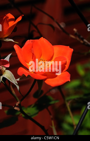 orange climbing rose Stock Photo - Alamy