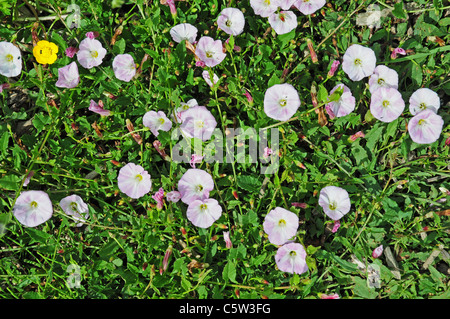 Bindweed Convolvulus arvensis growing in field margin Stock Photo