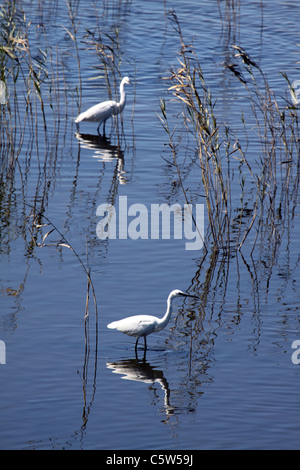 Little Egret hunting in reedy pool Stock Photo