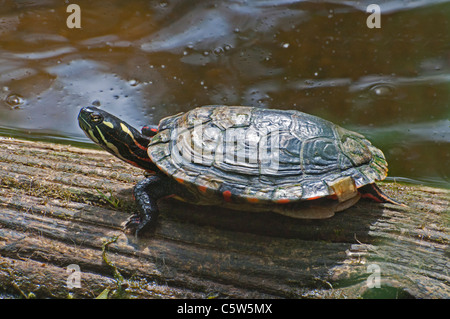 A Painted Turtle basks in the sun on a summer day. Stock Photo