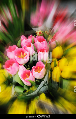 Bunch of tulips (tulipa), close up