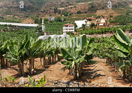 South Turkey banana tree farm bananas farmer trees between Antalya and Alanya Stock Photo