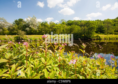 Himalayan Balsam a highly invasive foreign plant that has taken hold along many waterways in the UK Stock Photo