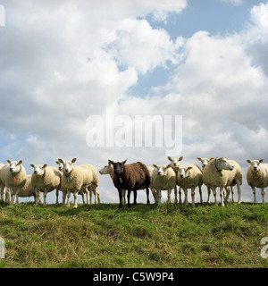 Netherlands, Flock of sheep standing on field Stock Photo