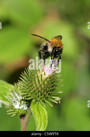 Tree Bumble-bee, Bombus hypnorum, Apidae, Hymenoptera. Worker. Stock Photo