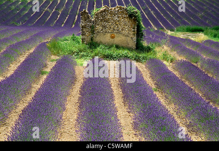France, Provence, Valensole, Lavender field and stone house Stock Photo