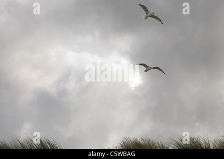 Germany, Schleswig Holstein, Amrum, Seagulls over Beach Stock Photo