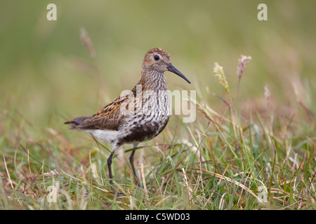 Dunlin (Calidris alpina). Adult male in summer plumage on moorland breeding habitat. Shetland, Scotland, Great Britain. Stock Photo