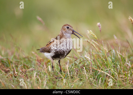 Dunlin (Calidris alpina). Adult male in summer plumage trilling on moorland. Shetland, Scotland, Great Britain. Stock Photo