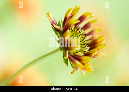 Beautiful, vibrant summer flowering Gaillardia ‘Pantomime’ mixed flowers also known as Blanket flowers, taken against a soft background. Stock Photo