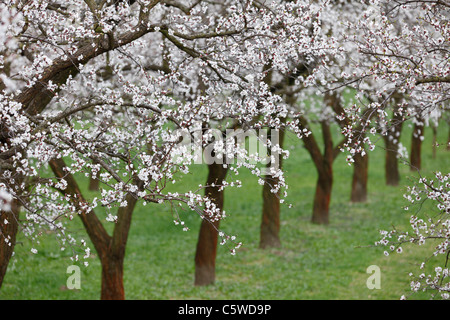 Austria, Lower Austria, Wachau, Rows of apricot blossom in field Stock Photo