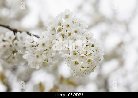 Germany, Bavaria, Franconia, Close up of sweet cherry blossoms Stock Photo