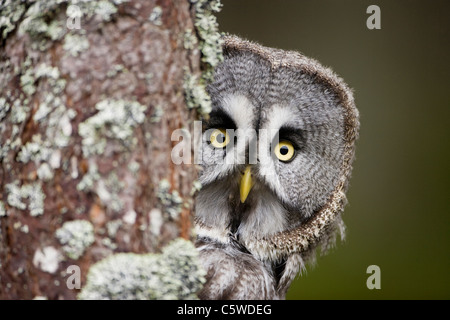 Great Grey Owl, Lapland Owl (Strix nebulosa), peering around tree.