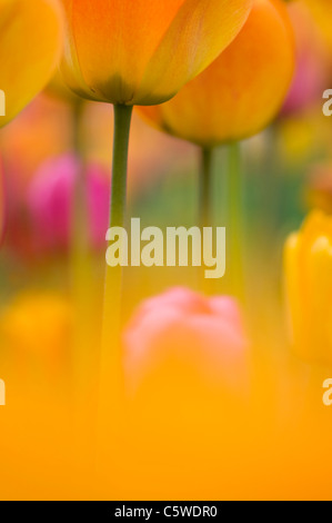 Germany, Baden WÃ¼rttemberg, Tulips, close-up Stock Photo