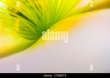 Yellow Iceland poppy (Papaver nudicaule), close-up Stock Photo