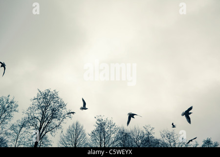 Germany, Hamburg, Seagulls in flight, low angle view Stock Photo