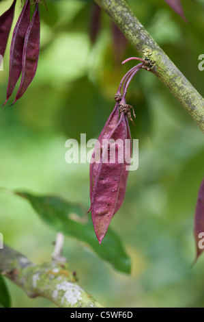 Cercis siliquastrum . Judas tree seed pods in August. UK Stock Photo