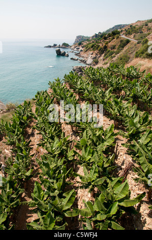 Seashore Beach Coast Sea South Turkey banana tree farm bananas farmer trees between Antalya and Alanya Stock Photo