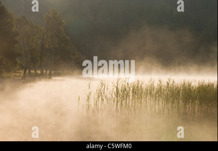 Loch Pityoulish on misty morning, Cairngorms National Park, Scotland, Great Britain. Stock Photo