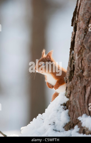 Red Squirrel (Sciurus vulgaris). Adult in snow in pine forest. Stock Photo