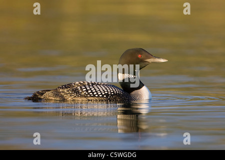 Common Loon, Great Northern Diver (Gavia immer). Adult in summer plumage on lake. Stock Photo