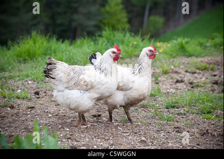 Two white Chicken standing in the grass Stock Photo
