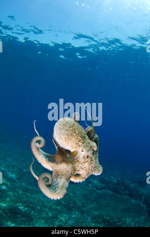 Common octopus, Octopus vulgaris, Kornati, Croatia, Mediterranean Stock Photo