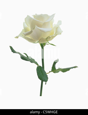 White rose against white background, close up Stock Photo
