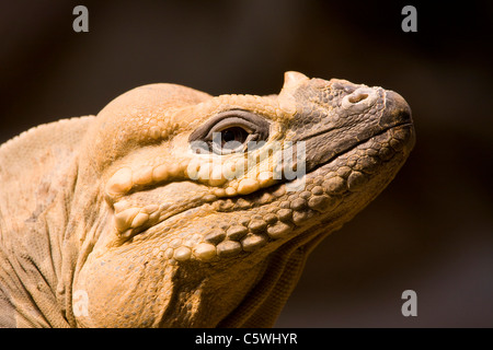 Rhinoceros iguana (Cyclura cornuta), portrait, close-up Stock Photo