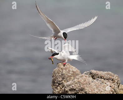 Arctic Tern (Sterna paradisaea). Courtship - male feeding female (sequence 3 of 3). Stock Photo
