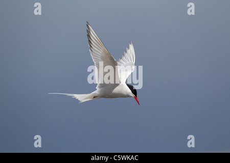 Arctic Tern (Sterna paradisaea). Adult in flight, Shetland, Scotland, Great Britain. | Stock Photo
