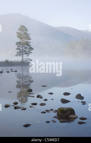 Loch an Eilein on spring morning, Rothiemurchus Forest, Cairngorms National Park, Scotland, Great Britain. Stock Photo