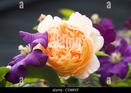 Rosa 'Crown Princess Margareta' with Clematis viticella 'Etoile Violette'. Stock Photo