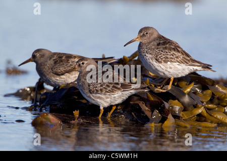 Purple Sandpiper (Calidris maritima), group of three adults in partial summer plumage, Iceland. Stock Photo