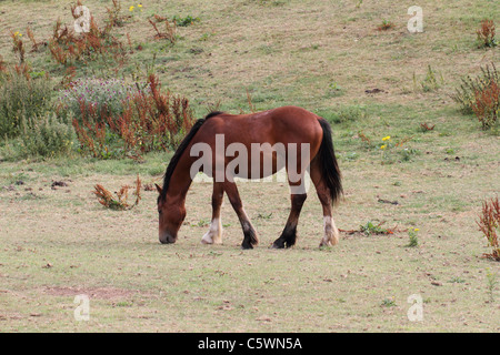 brown horse with black mane and tail and two white socks Stock Photo