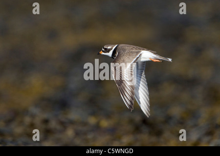 Ringed Plover (Charadrius hiaticula), adult in summer plumage in flight. Iceland. Stock Photo